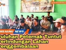 Puluhan Peternak Tuntut Perlindungan Lahan Penggembalaan: “Jangan Biarkan Padang Rumput Kami Hilang!”