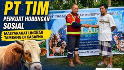 PT TIM menyalurkan 15 sapi qurban kepada masyarakat lingkar tambang Kabaena Sulawesi Tenggara