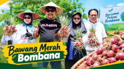 bawang merah Bombana